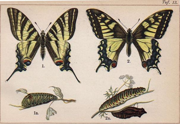 1. Papilio podalirius. 1a. dess larv. - 2. Papilio machaon. 2a. dess larv och puppa.