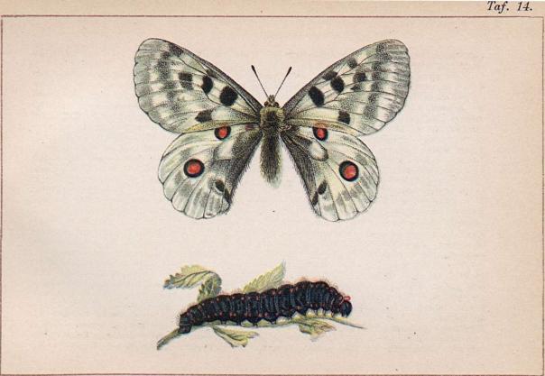 Parnassius apollo och dess larv.