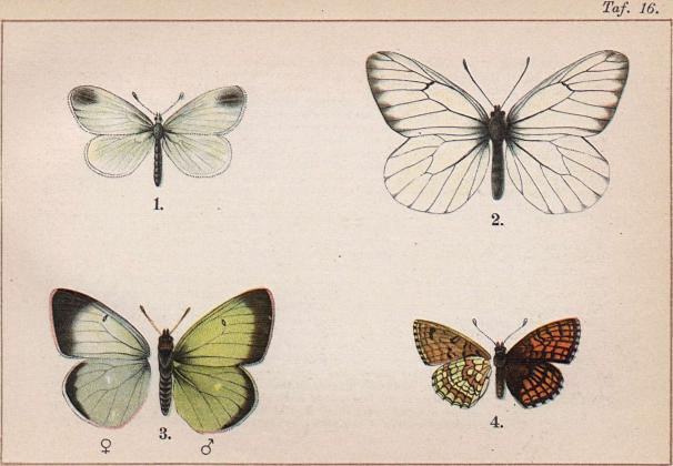 1. Leucophasia sinapis. - 2. Aporia crataegi. - 3. Colias palaeno, ♂ och ♀. -<b<b4. Melitaea athalia (under- och öfversida).