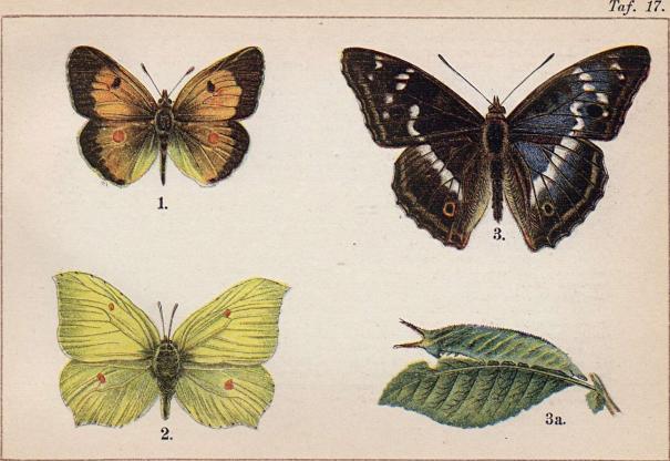 1. Colias edusa, ♂. - 2. Gonepteryx rhamni, ♂. - 3. Apatura iris, ♂. 3a. dess larv.