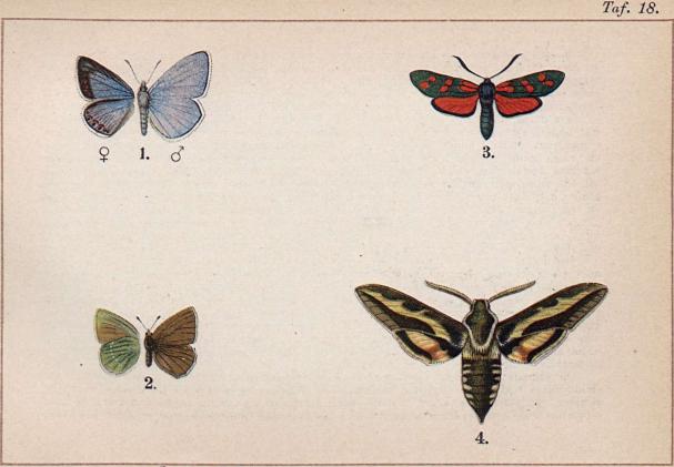 1. Lycaena icarus, ♂ och ♀. - 2. Thecla rubi (öfver- och undersida). - <b<b3. Anthrocera filipendulae. - 4. Deilephila galii.