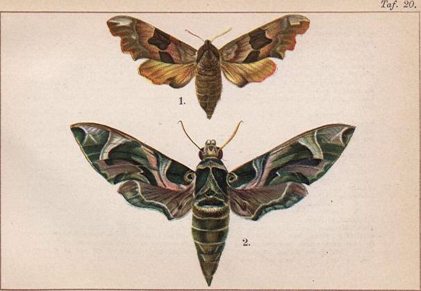 1. Smerinthus tiliae. - 2. Deilephila nerii.