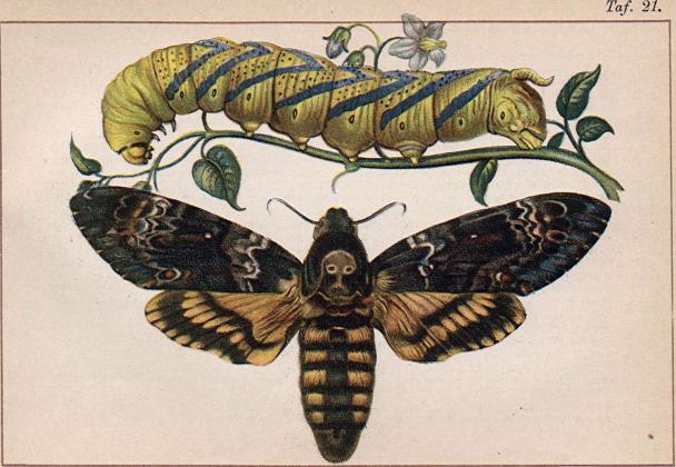 Acherontia atropos och dess larv
