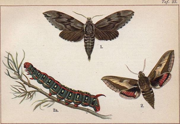 1. Sphinx pinastri. — 2. Deilephila euphorbiae. 2a. dess larv.
