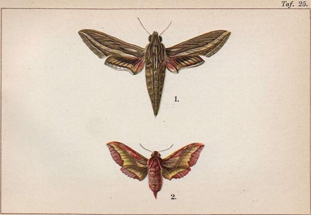 1. Deilephila celerio. . 2. Deilephila porcellus.