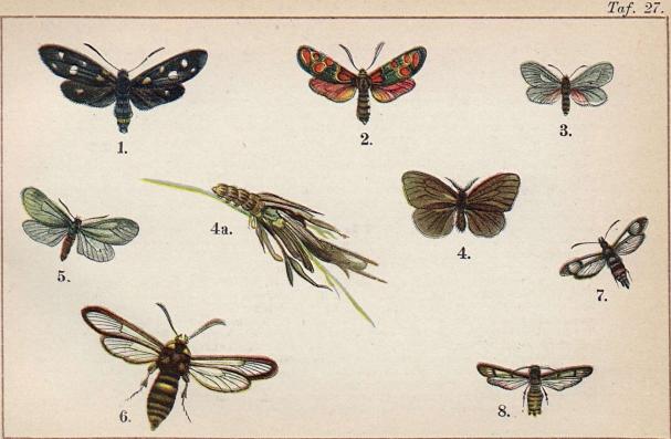 1. Anthrocera ephialtes var. coronillae. - 2. Anthrocera carniolica. - 3. Aglaope infausta. -<b<b4. Psyche unicolor. 4a. dess larv. - 5. Ino statices. - 6. Trochilium apiforme. - 7. Sesia<b<bculiciformis. - 8. Bembecia hylaeiformis.