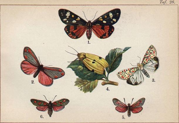 1. Callimorpha dominula. - 2. Euchelia jacobaeae. - 3. Utetheisa pulchella. - 4. Atolmis<b<bquadra. - 5. Anthrocera purpuralis. - 6. Anthrocera trifolii.
