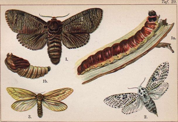 1. Cossus cossus. 1a. dess larv. 1b. dess puppa. - 2. Zeuzera pyrina. - 3. Hepialus humuli, ♀.