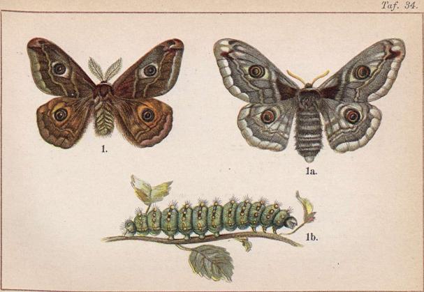 1. Saturnia pavonia, ♂. 1a. ♀. 1b. larv.