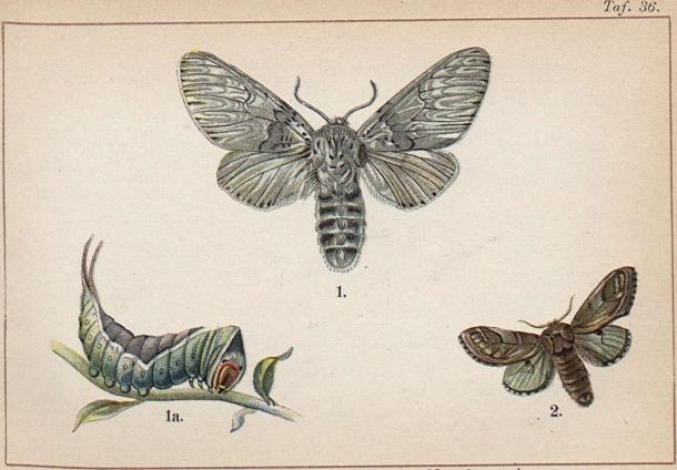 1. Cerura vinula. 1 a. dess larv. - 2. Notodonta ziczac.