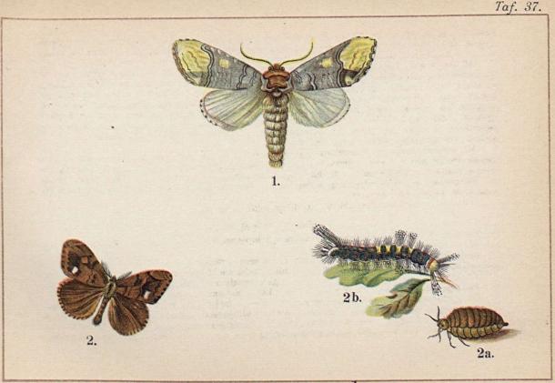 1. Phalera bucephala. - 2. Orgyia antiqua, ♂ 2 a. ♀. 2 b. larv.