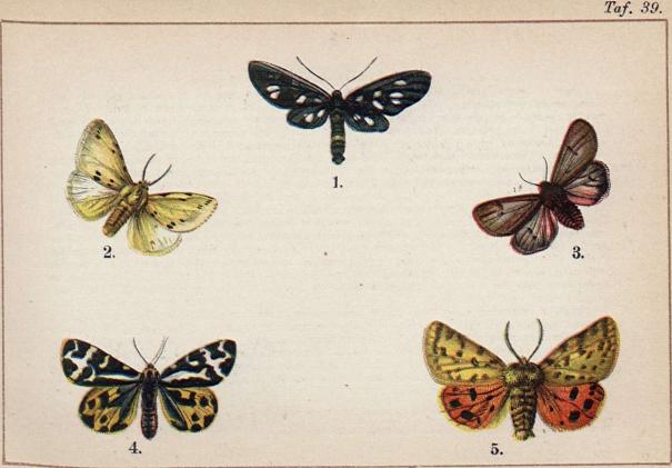 1. Syntomis phegea. - 2. Spilosoma lubricipeda. - 3. Phragmatobia fuliginosa. - <b<b4. Arctia plantaginis. - 5. Arctia purpurata.