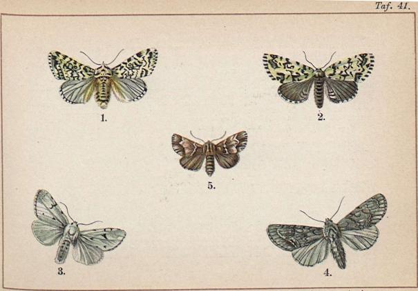 1. Diphthera ludifica. - 2. Moma alpium. - 3. Acronycta leporina. - 4. Acronycta<b <baceris. - 5. Clidia geographica.