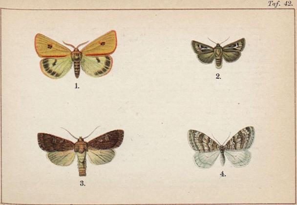 1. Diacrisia russula, ♂ - 2. Charaeas graminis. - 3. Hadena lateritia. - 4. Cidaria dilutata.