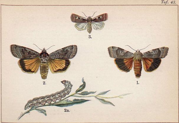 1. Agrotis fimbria. - 2. Agrotis pronuba. 2 a. dess larv. - 3.Agrotis plecta.