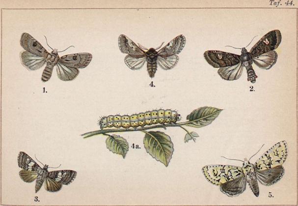 1. Agrotis exclamationis. - 2. Mamestra persicariae. - 3. Dianthoecia compta. -<b<b4. Diloba coeruleocephala, ♂ 4a. dess larv. — 5. Dichonia aprilina.