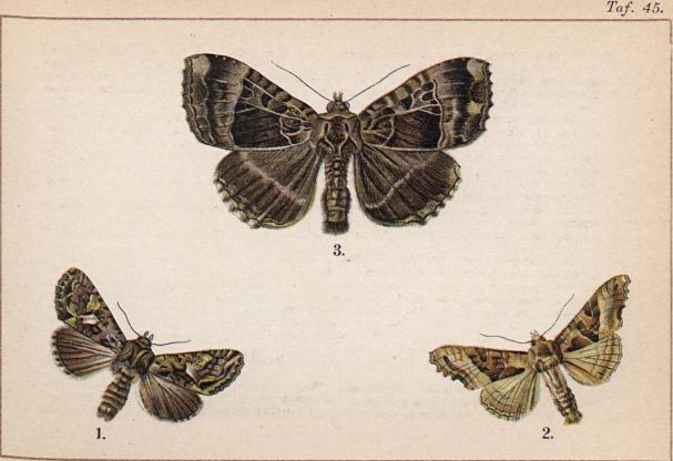 1. Trachea atriplicis. - 2. Brotolomia meticulosa. - 3. Mania maura.