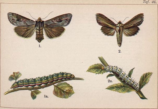 1. Calocampa exoleta. 1 a. dess larv. - 2. Cucullia verbasci. 2 a. dess larv.