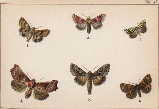 1. Heliothis dipsaceus. - 2. Chariclea delphinii. - 3. Emmelia trabealis. - 4. Scoliopteryx <b<blibatrix. - 5. Plusia gamma. - 6. Euclidia glyphica.