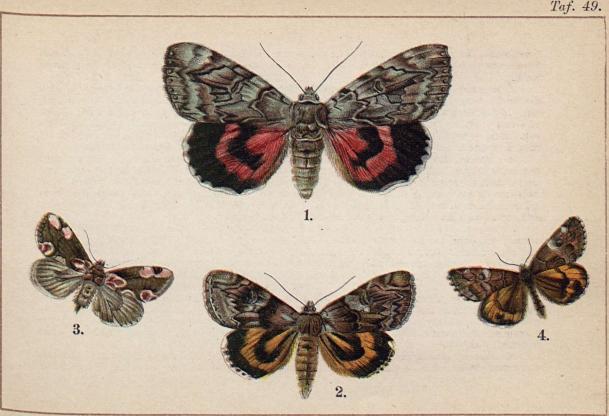 1.Catocala electa. - 2. Catocala paranympha. - 3. Thyatira batis. -<b<b4. Brephos parthenias.