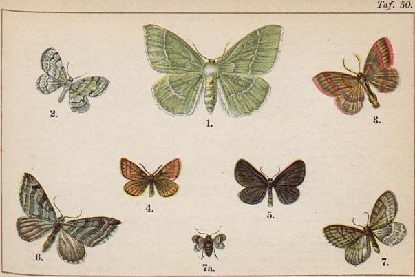 1. Geometra papilionaria. - 2. Acidalia violata. - 3. Pellonia vibicaria. - 4. Lythria<b<bpurpuraria. - 5. Odezia atrata. - 6. Anaitis plagiata. - 7. Cheimatobia brumata, ♂.<b<b7a. Cheimatobia boreata, ♀