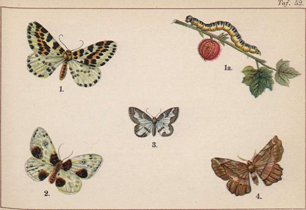 1. Abraxas grossulariata. 1 a. dess larv. - 2. Abraxas sylvata. - 3. Abraxas marginata.<b <b4. Pericallia syringaria.