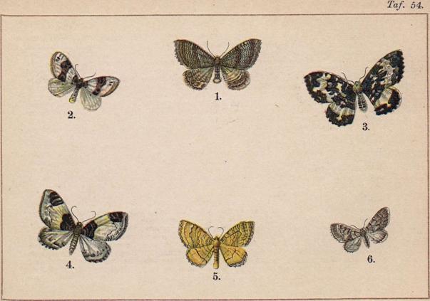 1. Eucosmia undulata. - 2. Cidaria ocellata. - 3. Cidaria hastata. - 4. Mesoleuca<b<balbicillata. - 5. Camptogramma bilineata. - 6. Eupithecia venosata.