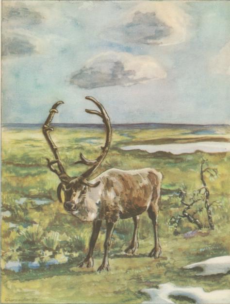 Det sydsvenska tundrelandskapet för omkr. 10,000 år sedan.<bAkvarell av H. Charpentier.