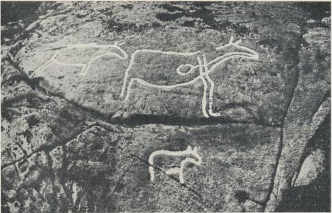 Nordskandinavisk hällristning från yngre stenålder, älgbilder, tecknade med uppenbar<bsträvan efter naturtrohet. Ett egendomligt intryck gör den linje, som från munnen löper in<bi djurkroppen för att sluta med en kretsformig utvidgning, men denna besynnerliga figur<bkan genom paralleller från moderna naturfolk utan svårighet tolkas. Så tänkte sig<bstenåldersmannen livslinjen, vilken binder samman munnen med hjärtat, storviltets ömma<bpunkt, som det för jägaren gällde att träffa med pilen eller spjutet. Efter G. Gjessing. Nordskandinavisk hällristning från yngre stenålder, älgbilder, tecknade med uppenbar<bsträvan efter naturtrohet. Ett egendomligt intryck gör den linje, som från munnen löper in<bi djurkroppen för att sluta med en kretsformig utvidgning, men denna besynnerliga figur<bkan genom paralleller från moderna naturfolk utan svårighet tolkas. Så tänkte sig<bstenåldersmannen livslinjen, vilken binder samman munnen med hjärtat, storviltets ömma<bpunkt, som det för jägaren gällde att träffa med pilen eller spjutet. Efter G. Gjessing.