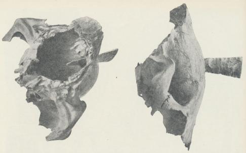 Hästkranium från Ullstorpsån i sydöstra Skåne, med ett i pannans mittlinje sittande<bfragment av en flintdolk. Det intressanta fyndet åskådliggör, hur slaktdjuret dödades. Man<bkan naturligtvis fråga sig, om det inte skulle kunna röra sig blott och bart om en<blyckoträff vid ett jakttillfälle, men flintspetsens läge änger med bestämdhet, att den dödande<bhanden varit i djurets omedelbara närhet och utfört sitt verk utan att hästen kunnat<bgöra motstånd. Hästkranium från Ullstorpsån i sydöstra Skåne, med ett i pannans mittlinje sittande<bfragment av en flintdolk. Det intressanta fyndet åskådliggör, hur slaktdjuret dödades. Man<bkan naturligtvis fråga sig, om det inte skulle kunna röra sig blott och bart om en<blyckoträff vid ett jakttillfälle, men flintspetsens läge änger med bestämdhet, att den dödande<bhanden varit i djurets omedelbara närhet och utfört sitt verk utan att hästen kunnat<bgöra motstånd.