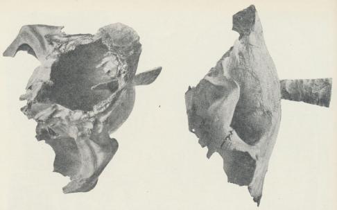 Hästkranium från Ullstorpsån i sydöstra Skåne, med ett i pannans mittlinje sittande<bfragment av en flintdolk. Det intressanta fyndet åskådliggör, hur slaktdjuret dödades. Man<bkan naturligtvis fråga sig, om det inte skulle kunna röra sig blott och bart om en<blyckoträff vid ett jakttillfälle, men flintspetsens läge änger med bestämdhet, att den dödande<bhanden varit i djurets omedelbara närhet och utfört sitt verk utan att hästen kunnat<bgöra motstånd.