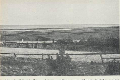 Gravfält från äldre järnåldern på Skånes sydkust, strax väsler om Trelleborg; i<bbakgrunden Östersjön. Fältet består av ett åttiotal låga högar, troligen i huvudsak<binrymmande brandgravar från äldre järnålder. Gravfält från äldre järnåldern på Skånes sydkust, strax väsler om Trelleborg; i<bbakgrunden Östersjön. Fältet består av ett åttiotal låga högar, troligen i huvudsak<binrymmande brandgravar från äldre järnålder.