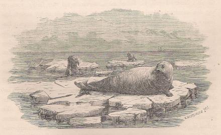 <smalE. WESTERBERG. s.c.<bSTORKOBBE (PHOCA BARBATA).</smal