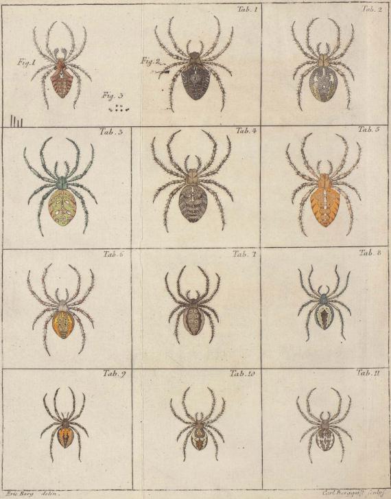 <smalIll. Eric Berg delin.                        Carl Bergquiſt Sculpſ.</smal<bTab. 1. Fig. 1. Fig. 2. Fig. 3.        Tab. 2.<bTab. 3.        Tab. 4.        Tab. 5.<bTab. 6.        Tab. 7.        Tab. 8.<bTab. 9.        Tab. 10.        Tab. 11.