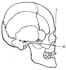Bild 2. Hufvudskål af finne (Helsingfors mus.) i 1/3 storl. sedd i ren profil å hvilken den<bCamperska ansigtsvinkeln är angifven. Den bildas af linien a b och linien c d, (ofvan till venster).<b– Se texten.