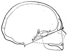 Bild 7. Hufvudskål af svensk (man), 1/3 nat st., i sagittal genomskärning. Derå är<bangifven <span class=