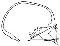 Bild 8. Hufvudskål af svensk (qvinna) (<su<smal1</smal</su/<su<smal3</smal</su nat. st.) i sagittal genomskärning. Derå är<bangifven <span class= Bild 8. Hufvudskål af svensk (qvinna) (<su<smal1</smal</su/<su<smal3</smal</su nat. st.) i sagittal genomskärning. Derå är<bangifven <span class=