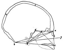Bild 19.  Hufvudskål af kanakqvinna i sagittal genomskärning (1/3 storl.)  K. I. M.  Samma<blinier och vinklar äro angifna som å Bild 16—18.  Nackhålet har här på långt när ej så sluttande<briktning som å Bild 18.