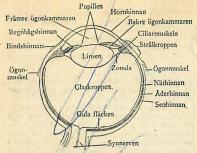 öga i genomskärning.