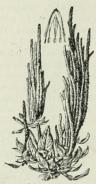 Amarantus. Amarantus.