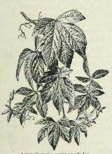 Ampelopsis quinquefolia. Ampelopsis quinquefolia.