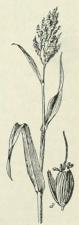 Andropogon<bsorghum. Andropogon<bsorghum.