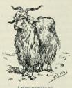 Angoravuohi. Angoravuohi.