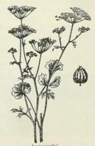 Anisputki.