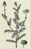Anthemis. Anthemis.