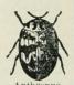 Anthrenus. Anthrenus.