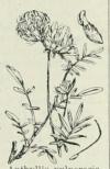 Anthyllis vulneraria. Anthyllis vulneraria.