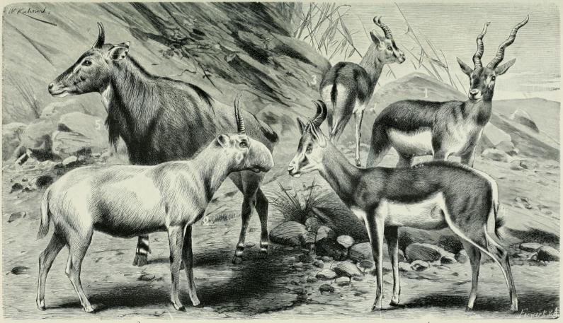 1. Sassi (Antilope cervicapra). — 2. Saiga-antilooppi (Saïga tatarica). — 3. Gaselli (Gazella dorcas). — 4. Hyppyantilooppi (Antidorcas Euphore).<b— 5. Nilgai (Portax pictus).