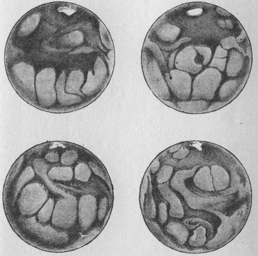 Fig. 38—41. Afbildningar af Mars’ yta efter Schiaparellis<biakttagelser från september 1877 till mars 1878.