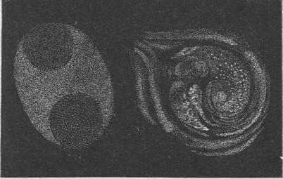 Fig. 78. Töcken i Räfven.